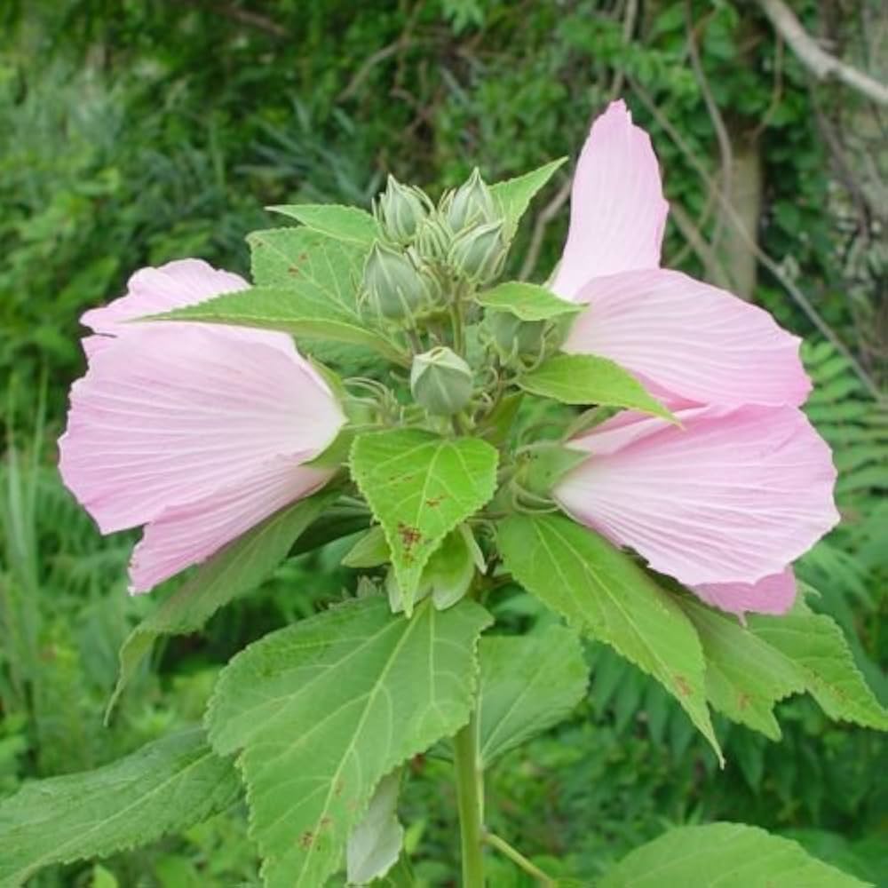 Pink - Mallow for planting in home garden
